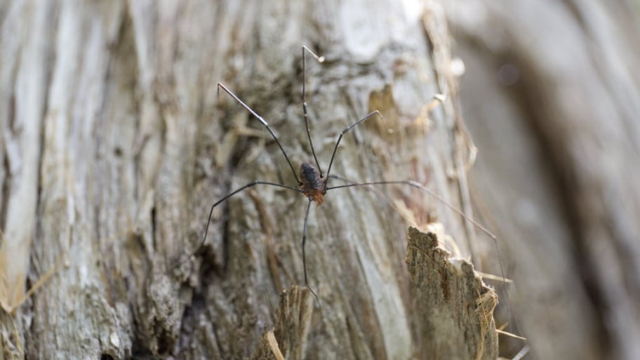 How to prevent spiders