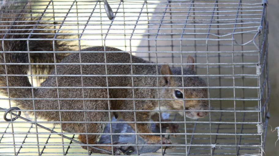 squirrel in a trap