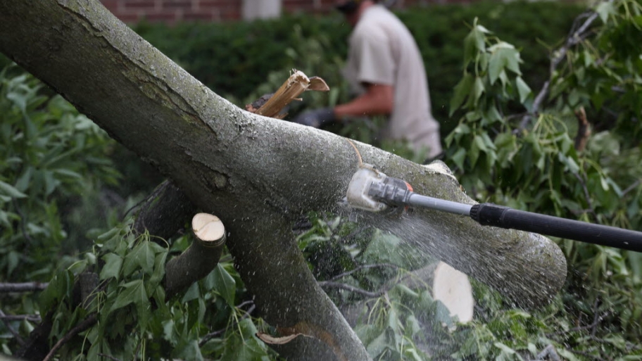 Tree cleanup