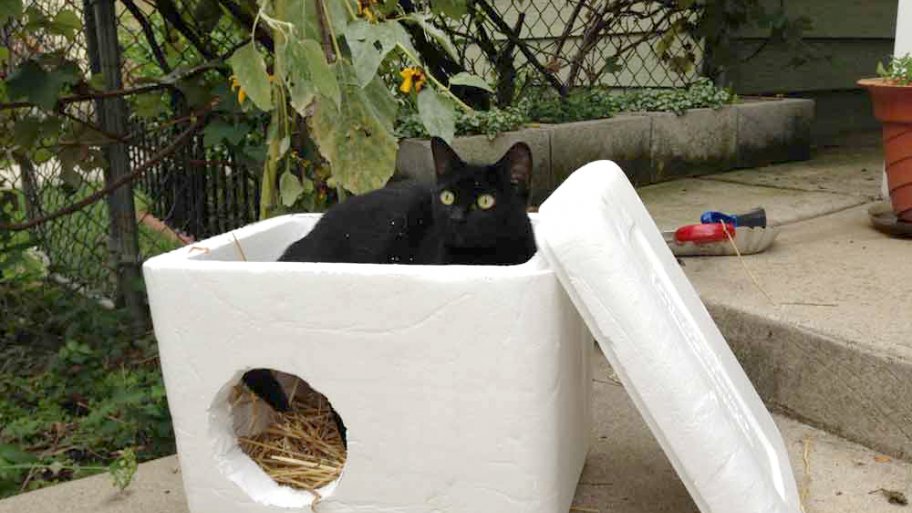 styrofoam feral cat shelter