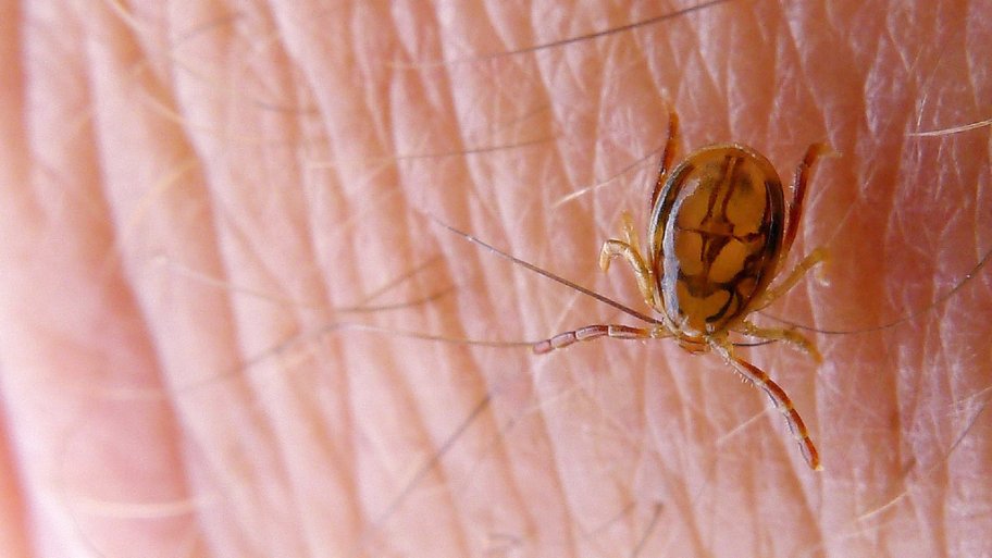Tick