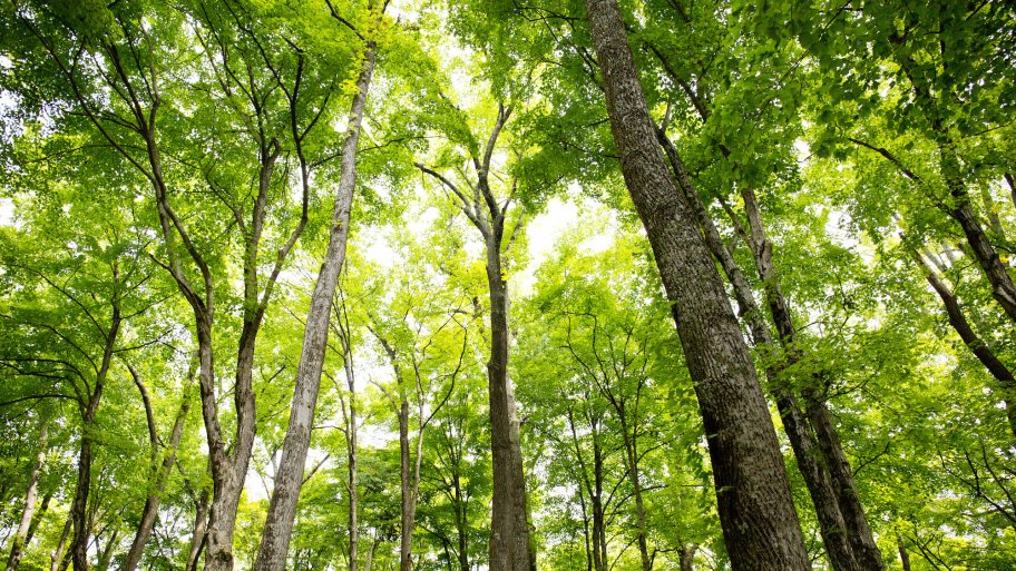 tree disease and fungus