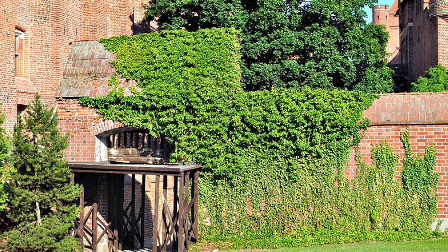 vines on a wall