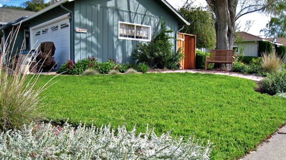 yarrow lawn