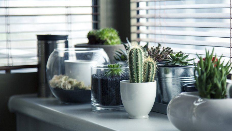 Indoor plants