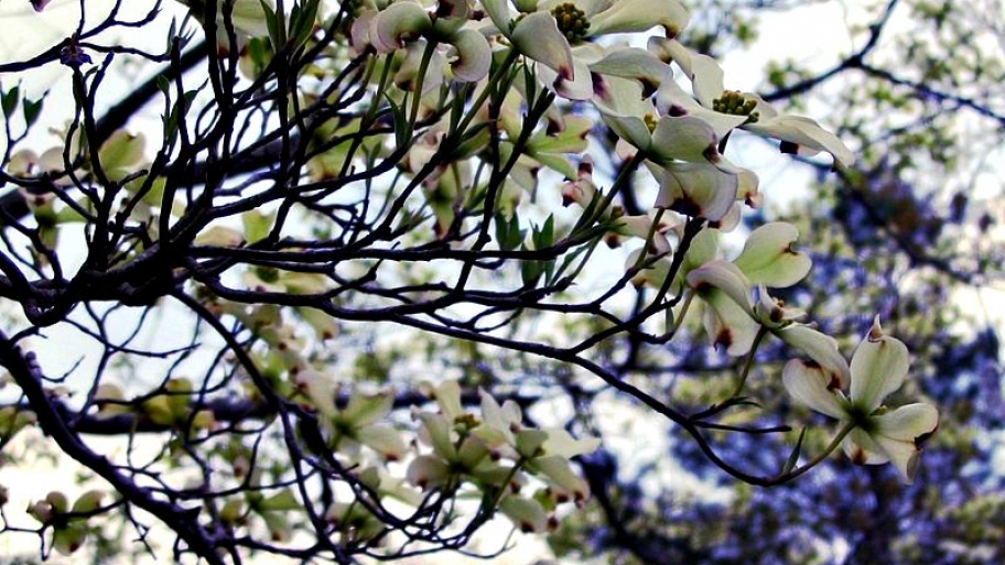 dogwood tree