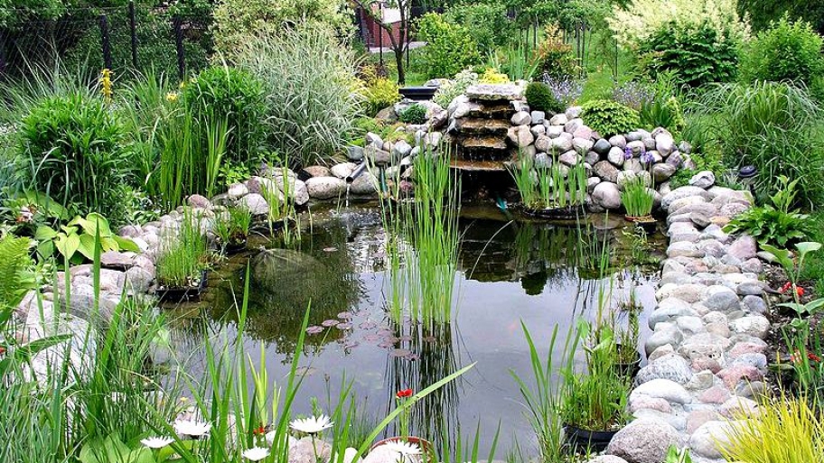 garden pond