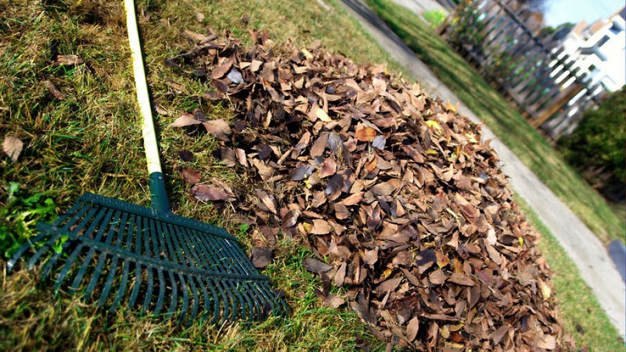 Rake next to a pile of leaves. Rake and pile of leaves on a lawn
