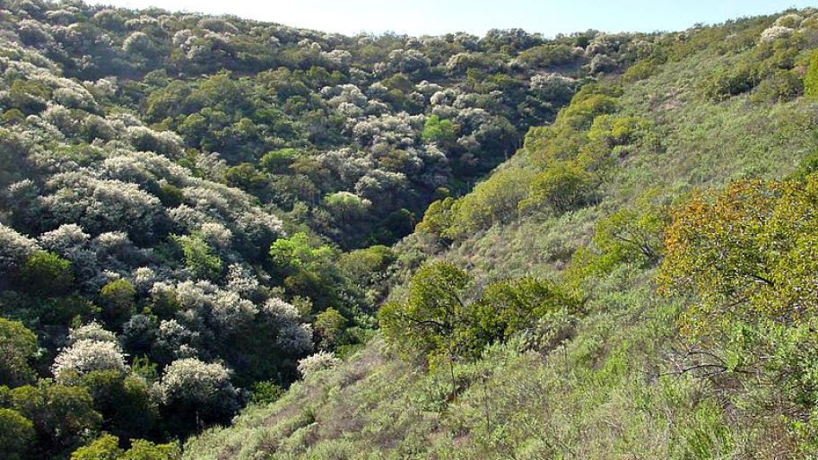 hillside