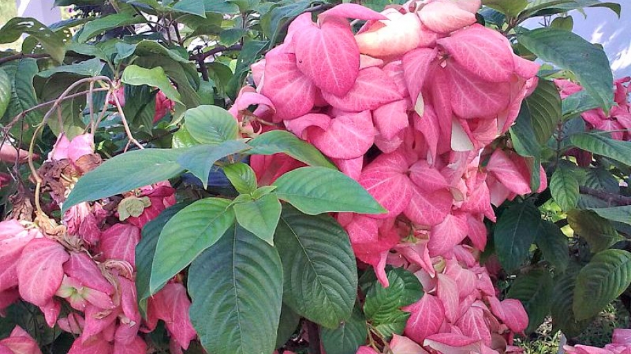 tropical flower
