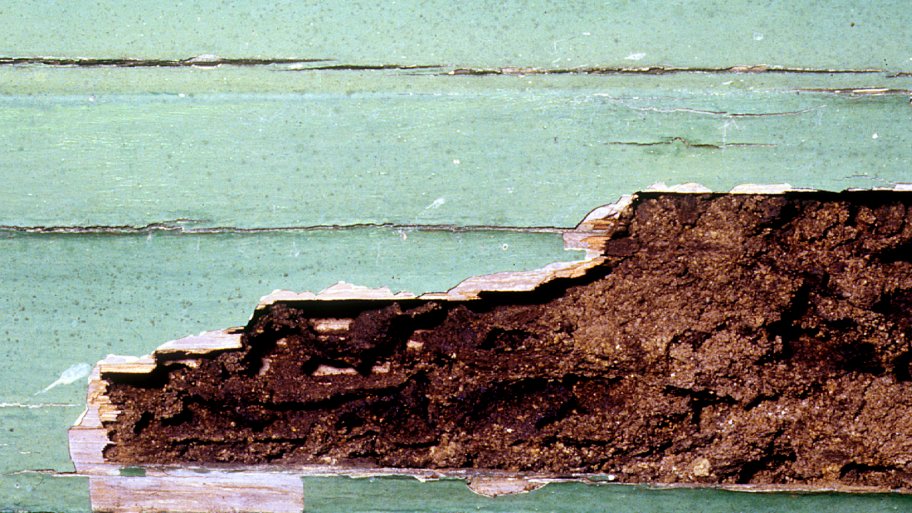 Termite damage to structure.