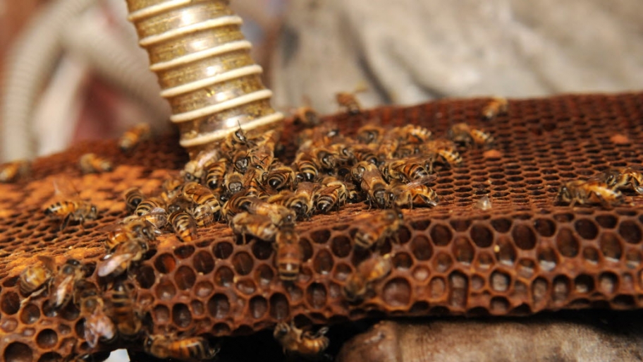 bees on honeycomb