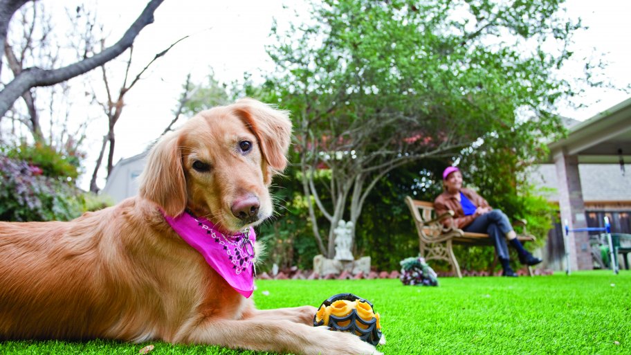 Dog on astroturf