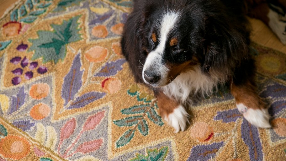 dog sitting on rug