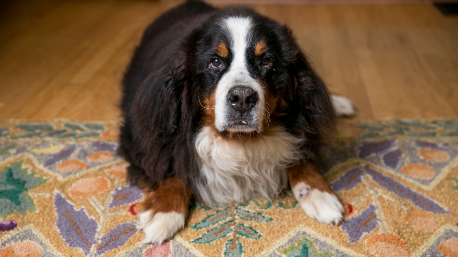 Bernese Mountain Dog on a Wool Rug