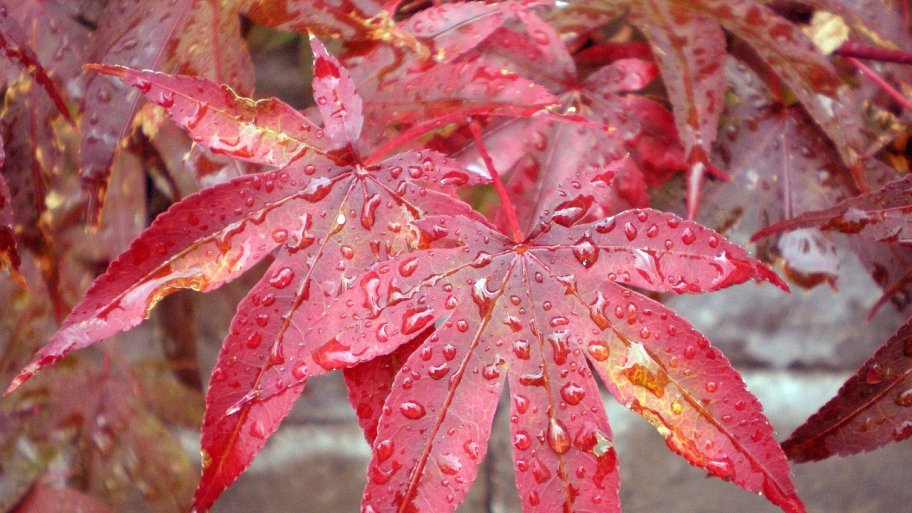 Japanese maple tree's colorful leaves