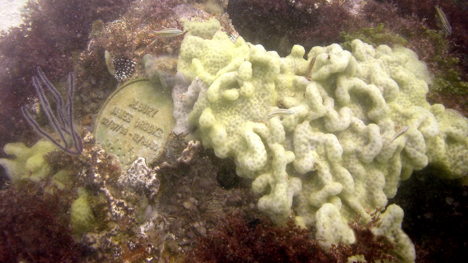 Underwater reef grave