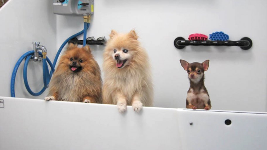 three dogs in a pet bathtub
