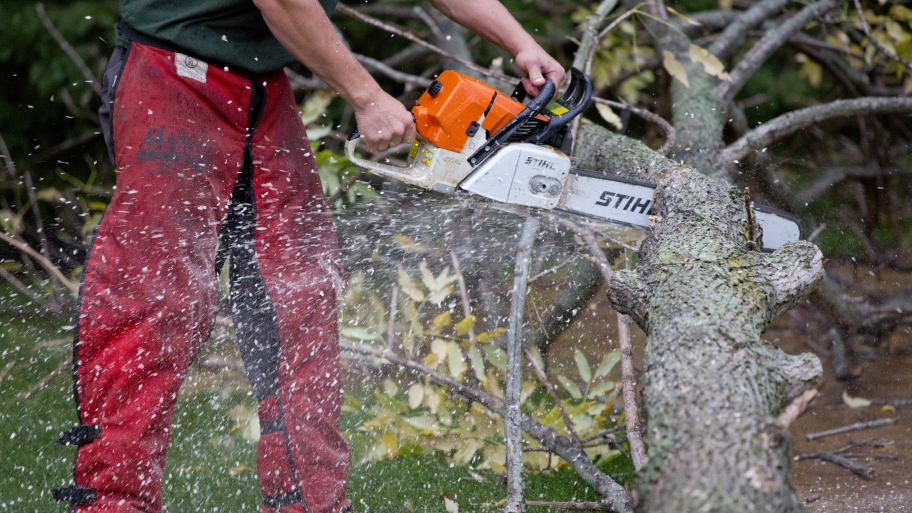 man sawing tree