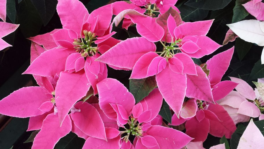 How To Get The Most From Holiday Indoor Plants Angi Angie S List