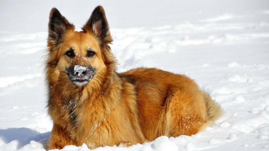 German Shepherd playing in snow