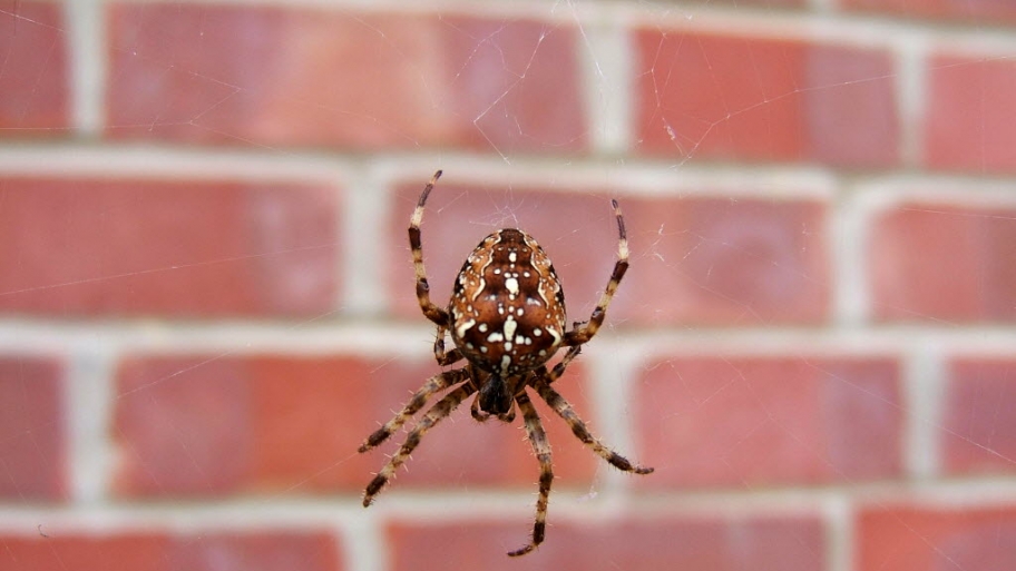Get rid of spiders