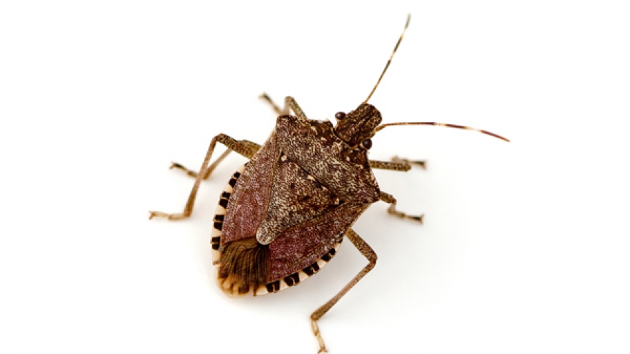 stink bug close up