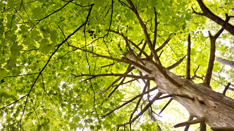 trees