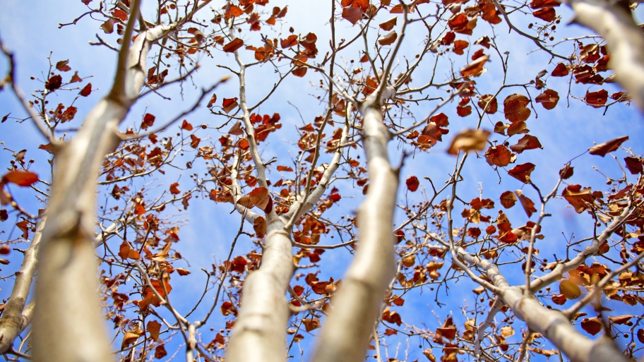 tree branches with fall leaves