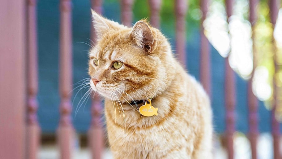 cat with collar standing next to stair railing