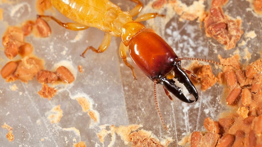 closeup of termite