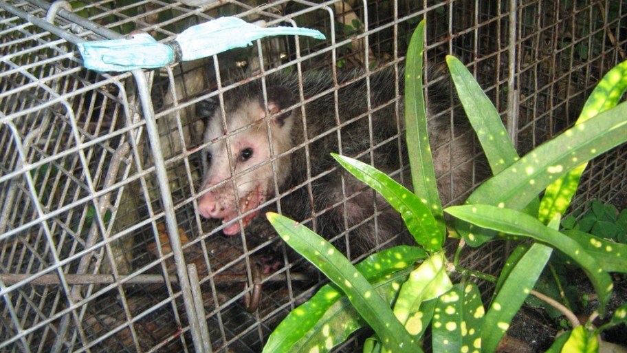 Using traps to remove animals.