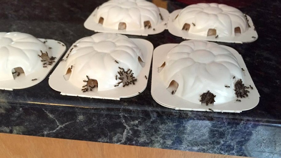 clusters of ants stuck in gel bait on ant traps
