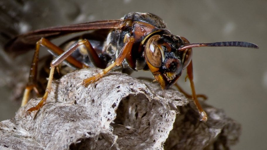 wasp in nest