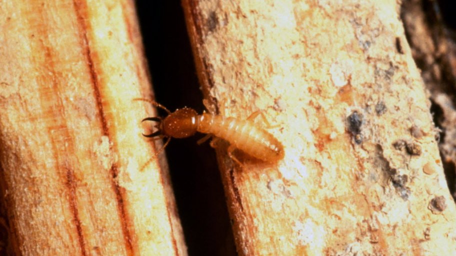 Termite on wood
