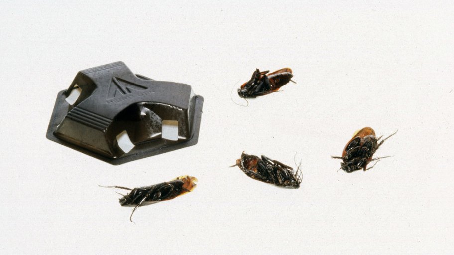 Dead cockroaches around roach motel