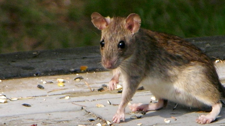 rat on roof