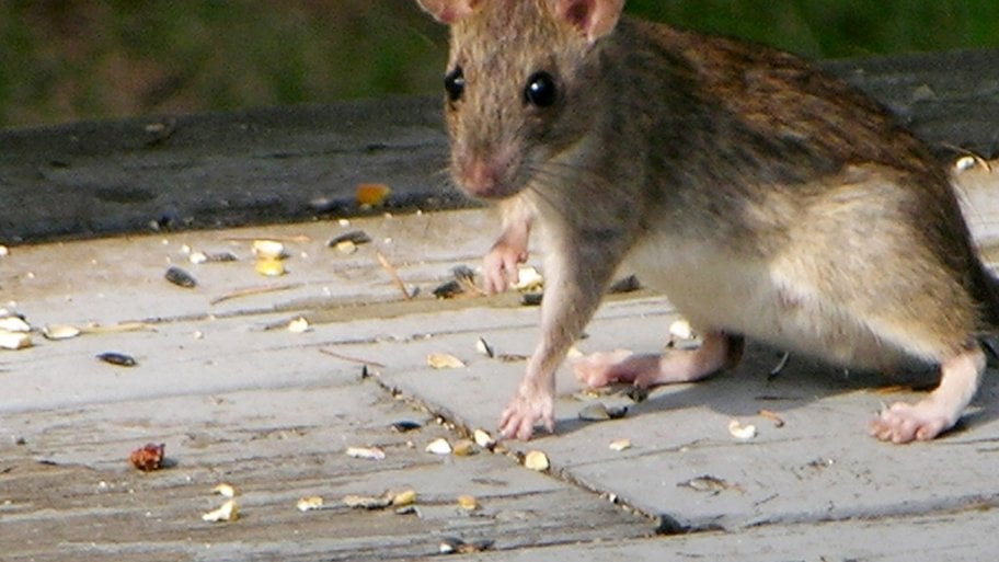 roof rat