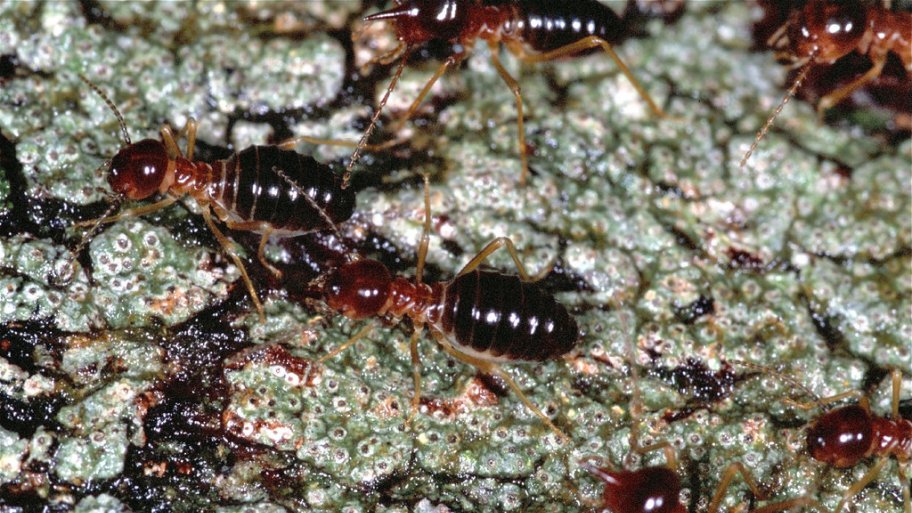 Termites