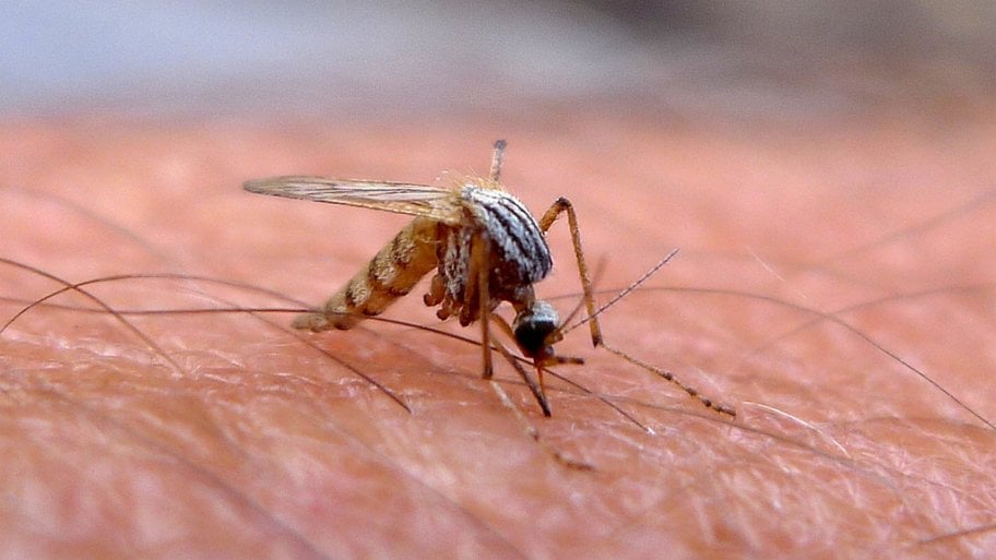 Mosquito on skin