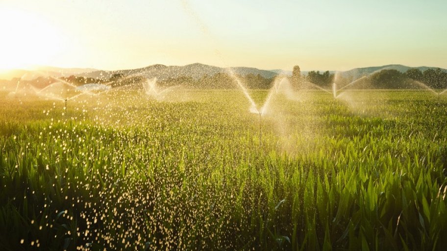 Backflow irrigation system in cornfield