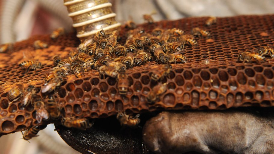 live honeybee removal