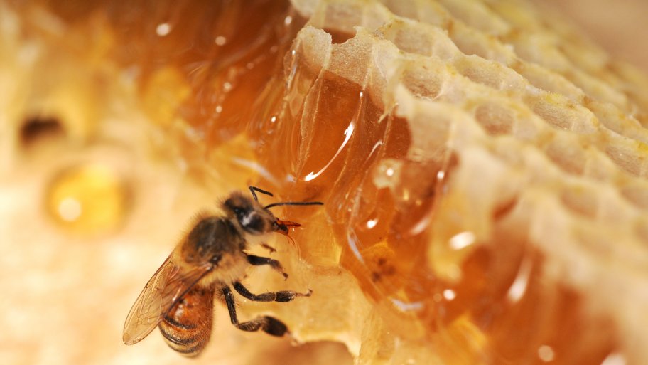 Honey bee on a hive