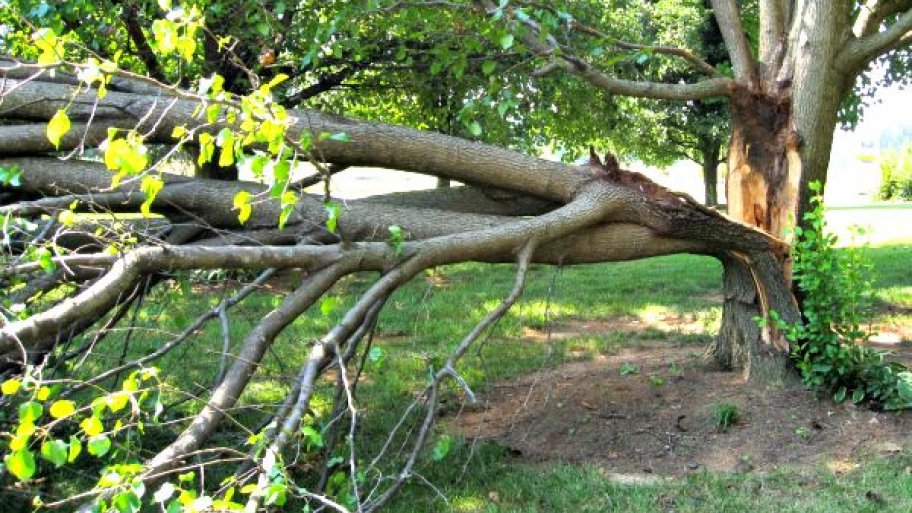 bradford pear tree that has split