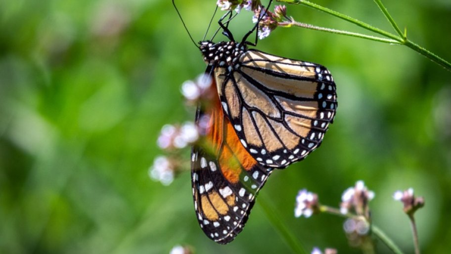 Butterfly on plant