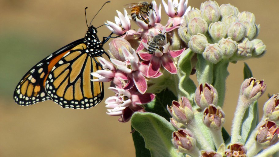 butterfly and bees pollinate flower