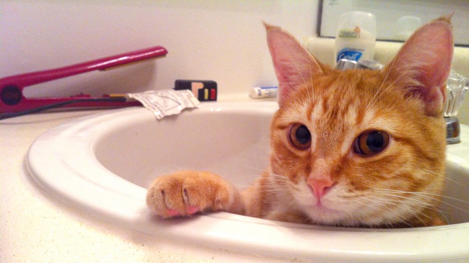 cat grooming