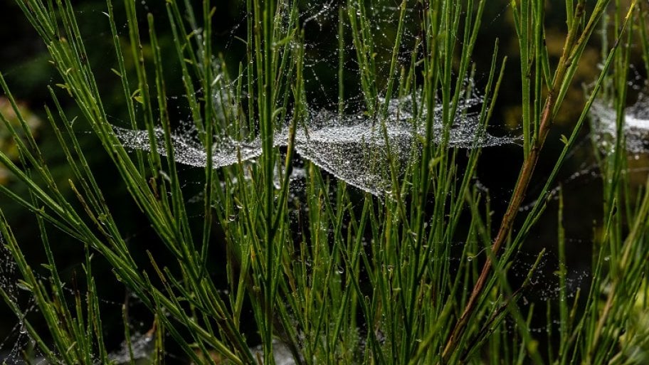 Cobwebs on grass