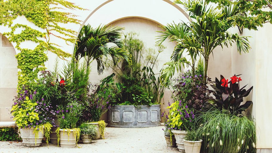 A container garden filled with a variety of plants