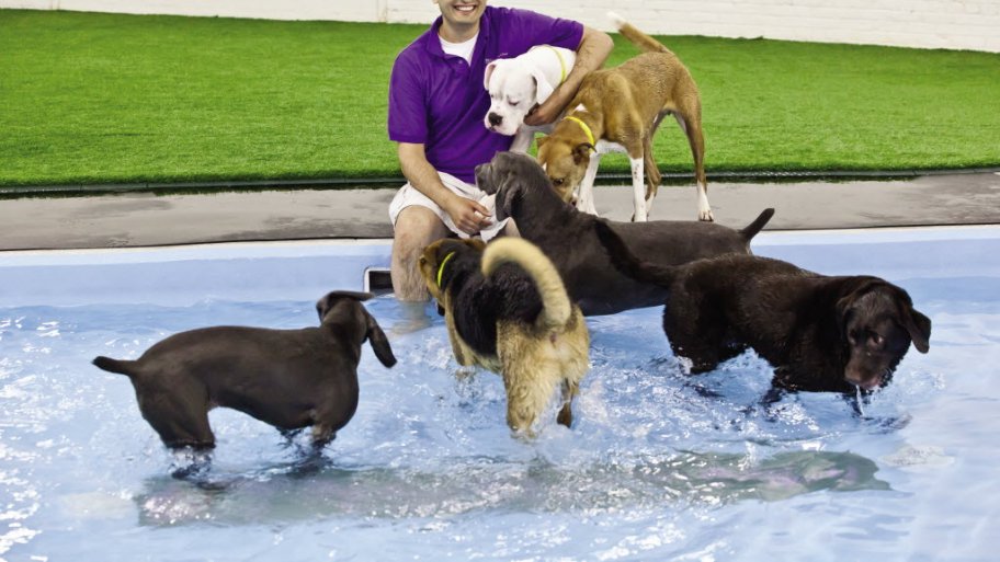 Dogs in a pool